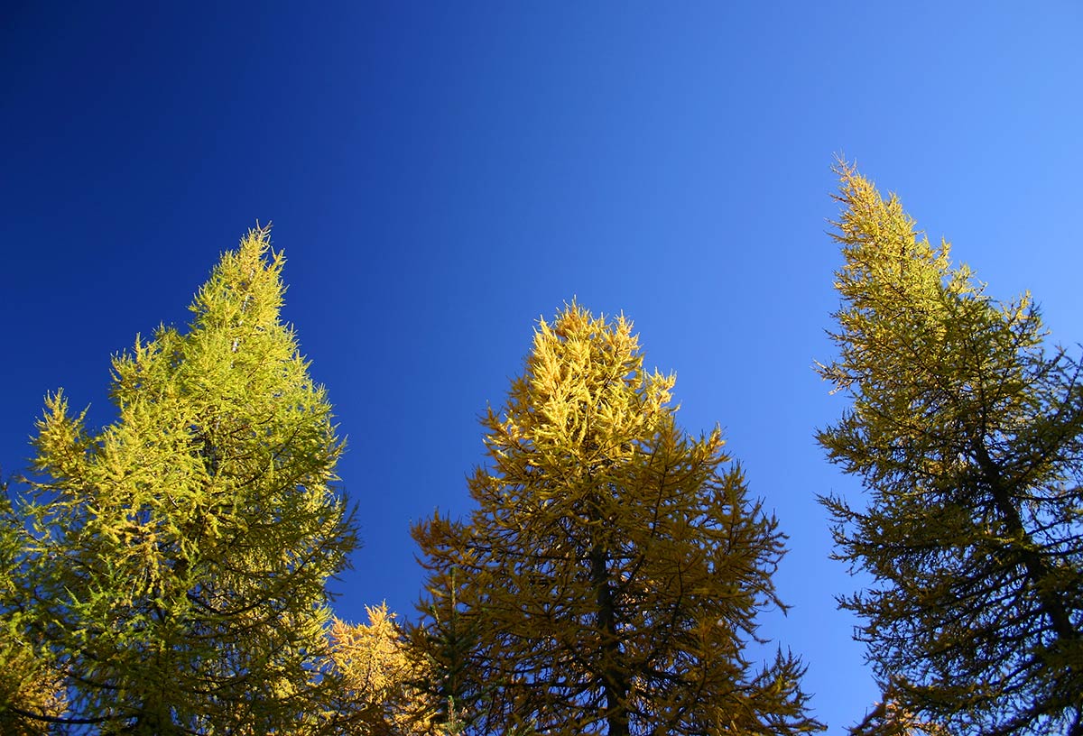 Lark Trees