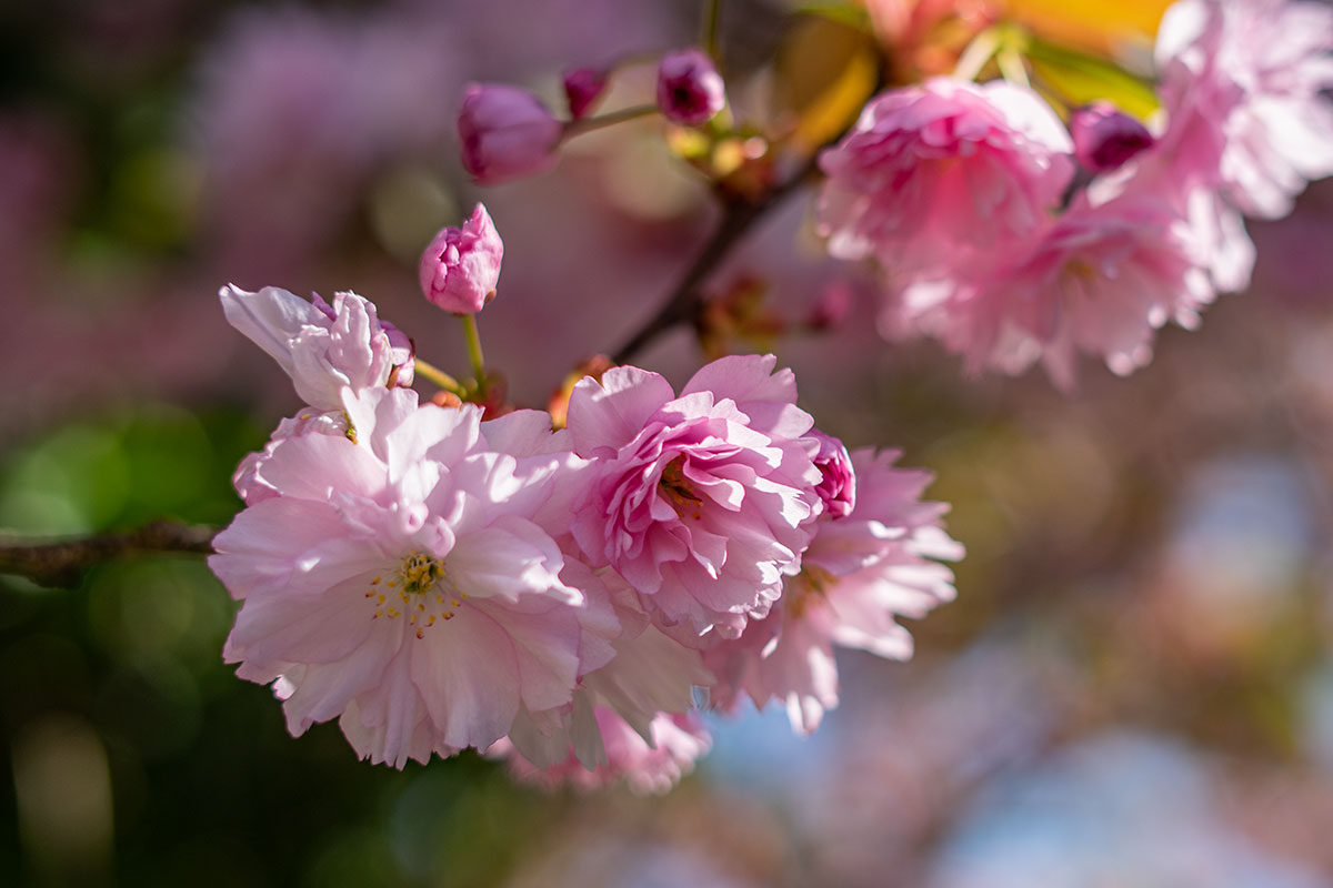 The beauty of spring